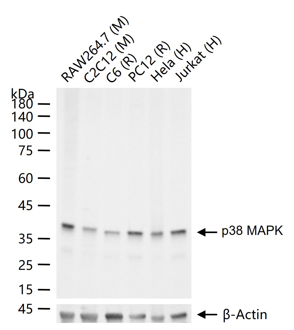 丝裂原活化蛋白激酶p38α重组兔单抗