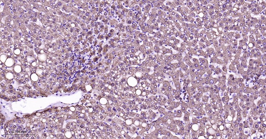 细胞角蛋白8重组兔单抗
