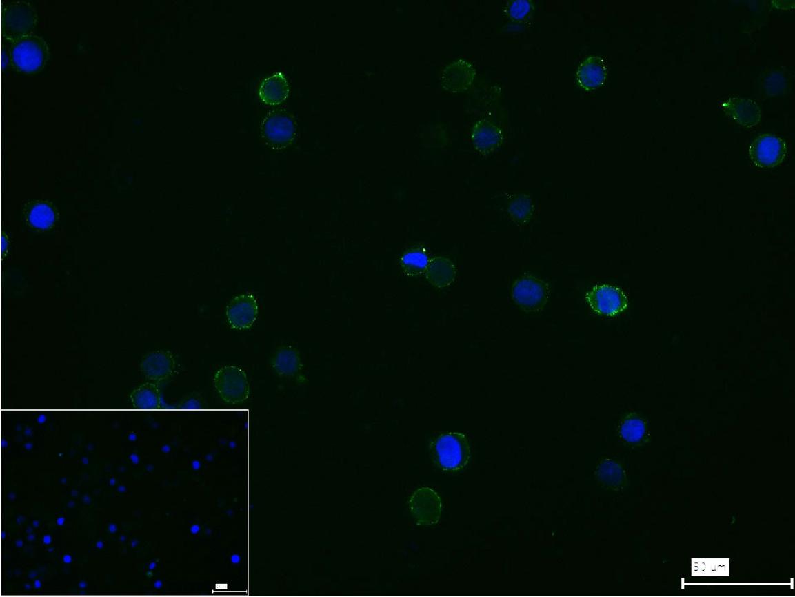 TNFSF13B Rabbit pAb (一抗) - ICC/IF,ELISA | Bioss