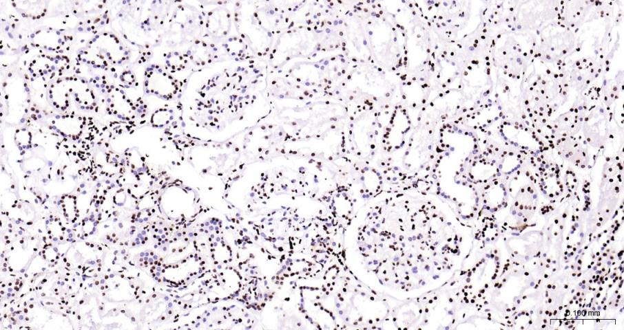 组蛋白H3(核内参)重组兔单抗