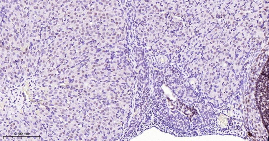 叉头蛋白L2抗体
