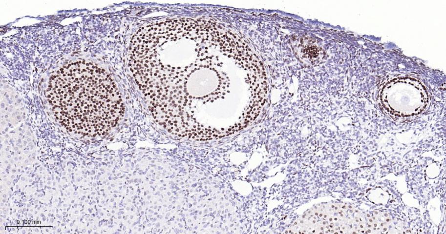 叉头蛋白L2抗体