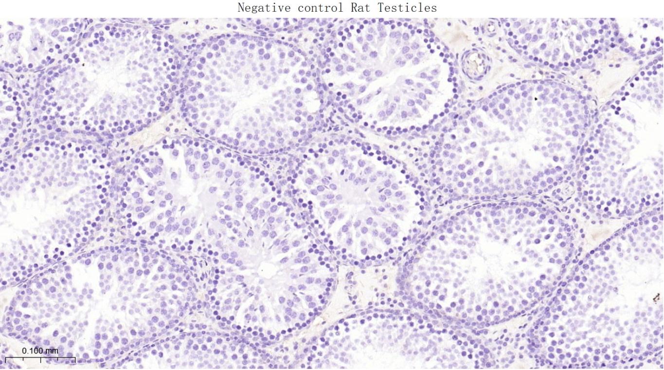 叉头蛋白L2抗体