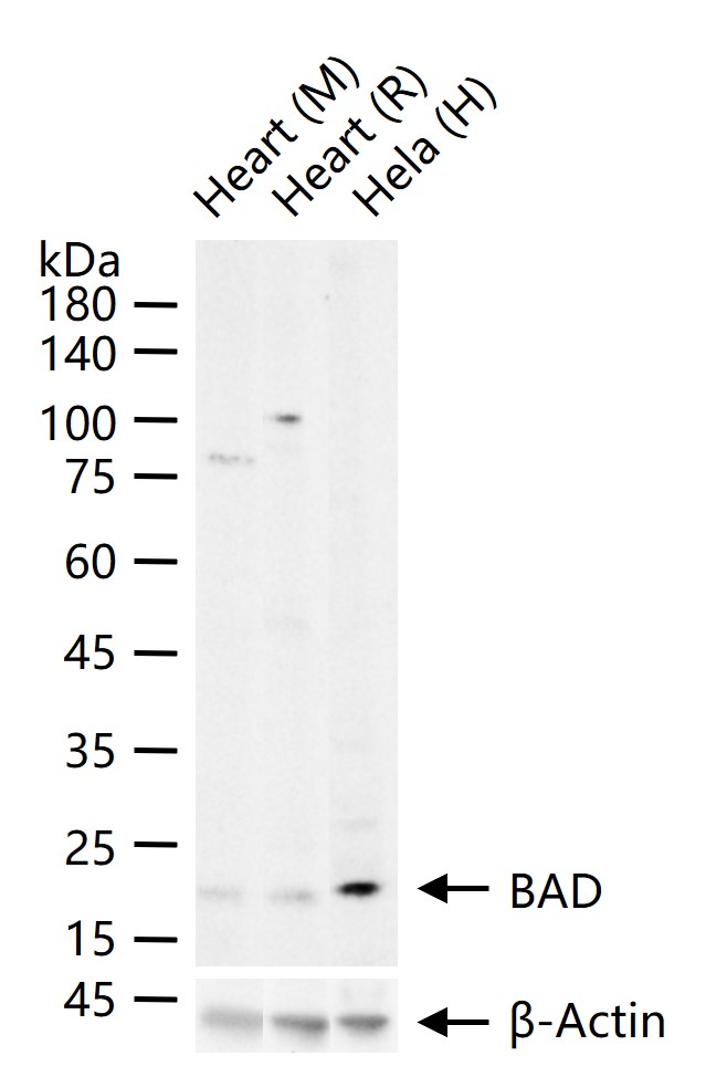 相关死亡促进因子BAD重组兔单抗