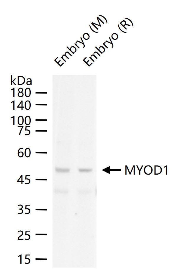 肌原调节蛋白重组兔单抗