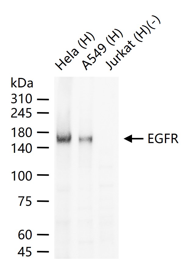 表皮生长因子受体单克隆抗体-bsm-33050M