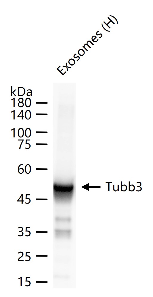 TUBB3 (Neuronal Marker) Mouse mAb (一抗) - WB,IHC-P,IHC-F,IF,Flow-Cyt | Bioss