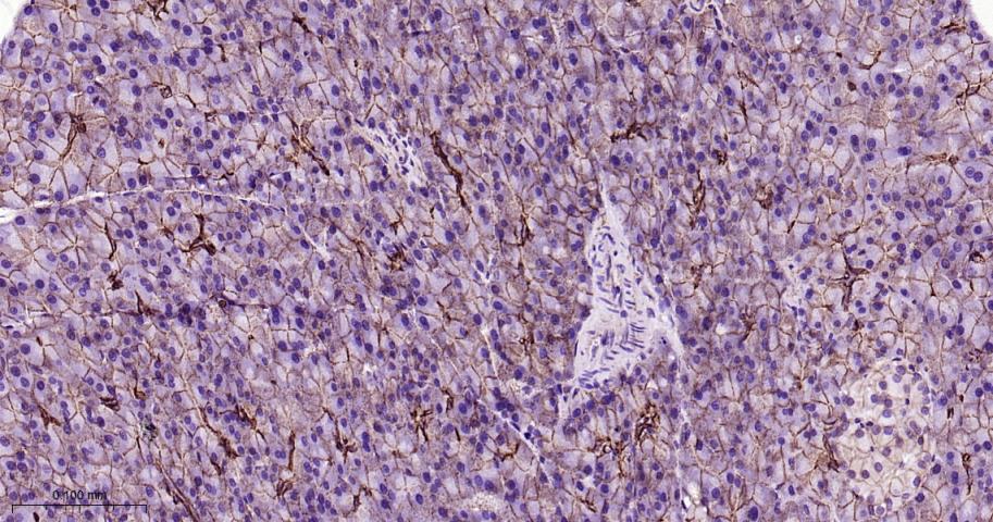 β-连环蛋白/β-连环素/β链接素重组兔单抗