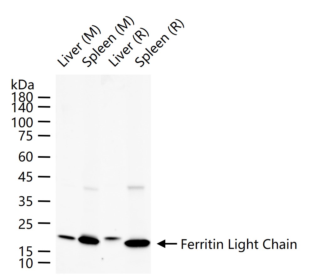 铁蛋白轻链重组兔单抗-bsm-54107R