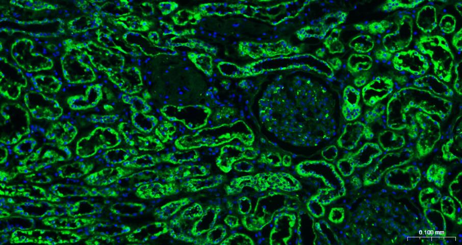BF488标记的羊抗小鼠IgG H&L