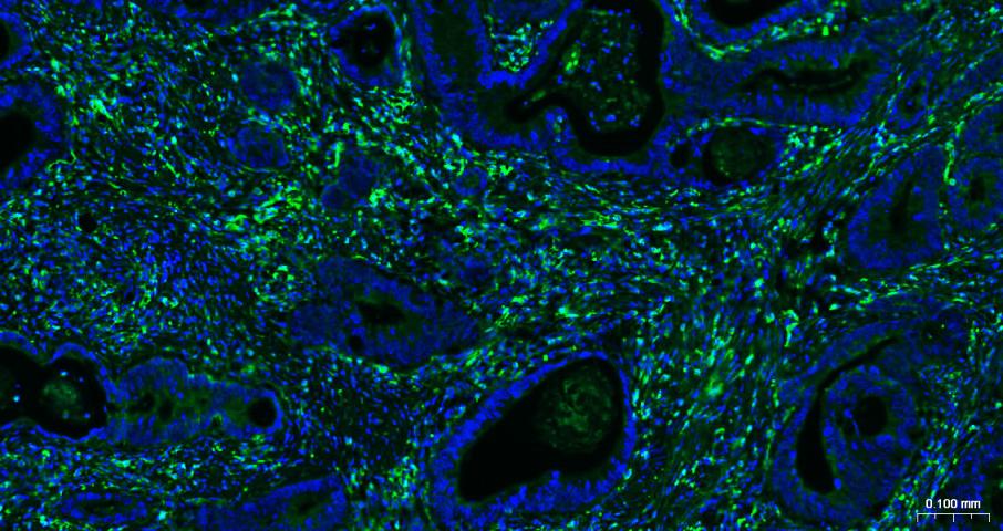 BF488标记的羊抗兔IgG H&L