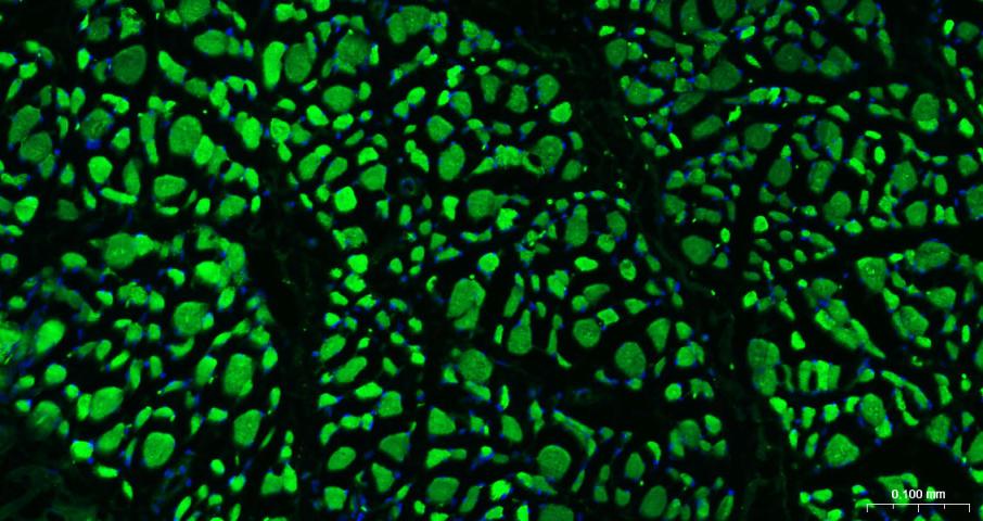 BF488标记的羊抗兔IgG H&L