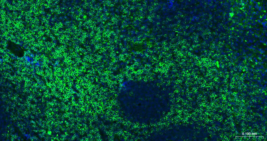 BF488标记的羊抗兔IgG H&L