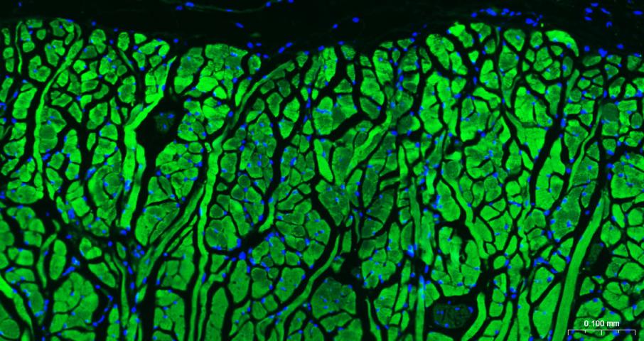 BF488标记的羊抗兔IgG H&L
