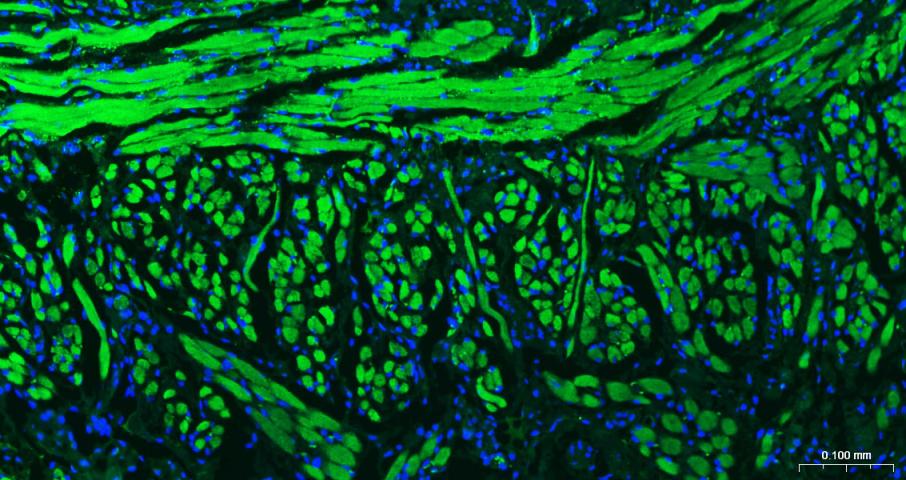BF488标记的羊抗兔IgG H&L