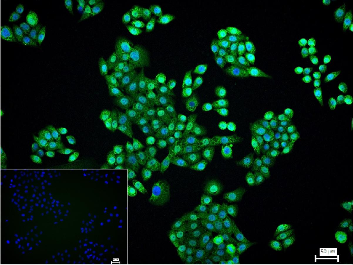 核有丝分裂器NuMA蛋白重组兔单抗
