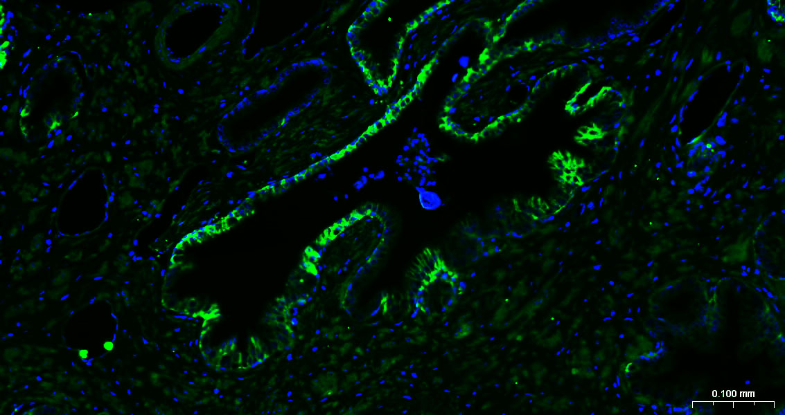 BF488标记的羊抗小鼠IgG H&L