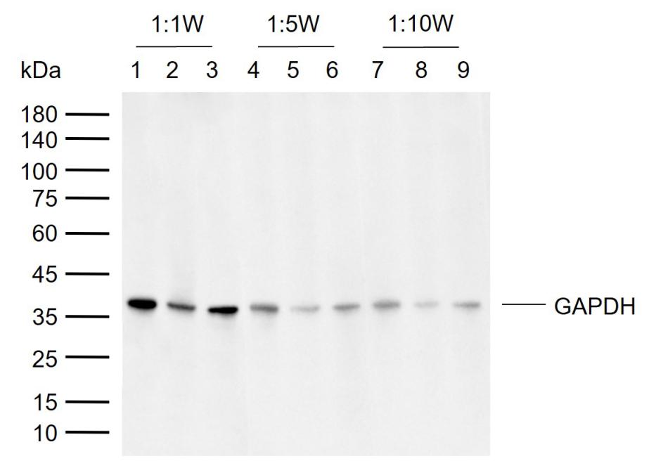 3-磷酸甘油醛脱氢酶(内参)抗体