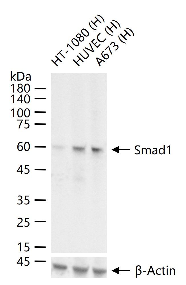细胞信号转导分子Smad-1重组兔单抗