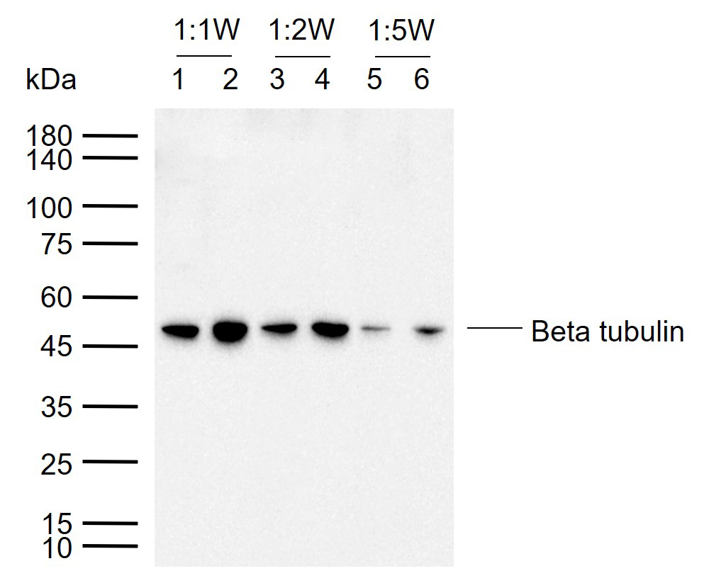 Beta tubulin Rabbit pAb, Loading Control (一抗) | Bioss