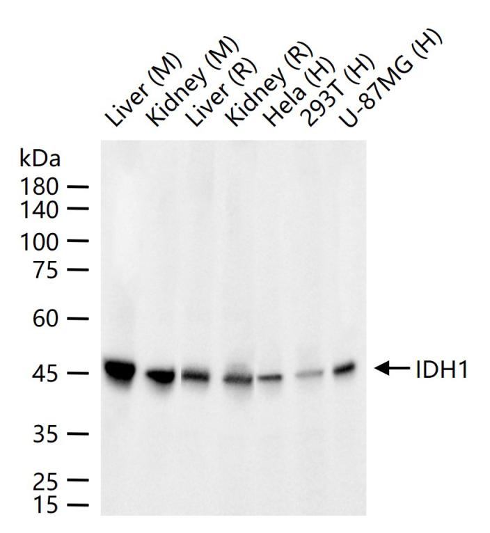 异柠檬酸脱氢酶1重组兔单抗