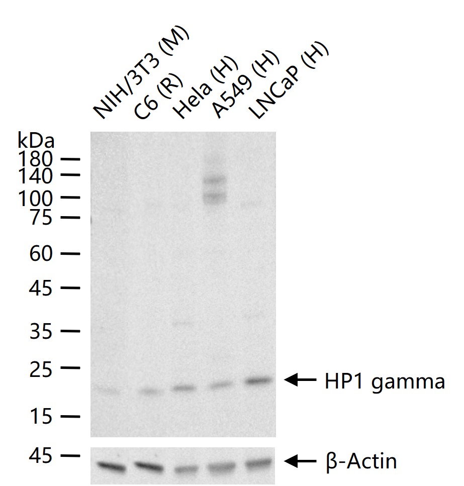 HP1 gamma Recombinant Rabbit mAb (一抗) - WB,IHC-P,IHC-F,IF,Flow-Cyt,ICC/IF,IP | Bioss