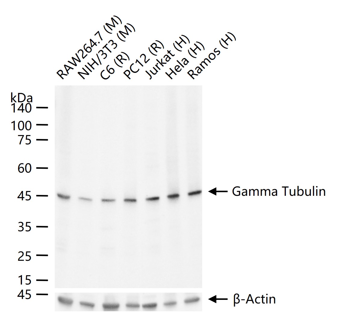 Gamma Tubulin Mouse mAb (一抗) - WB,IHC-P,IHC-F,IF,Flow-Cyt | Bioss