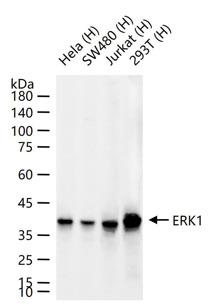 丝裂原活化蛋白激酶1重组兔单抗