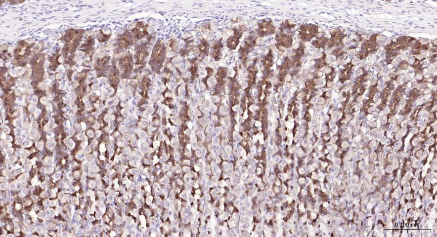 磷脂酰肌醇激酶（PI3Kβ）抗体-bs-10657R