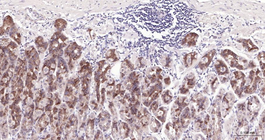 磷脂酰肌醇激酶（PI3Kβ）抗体-bs-10657R