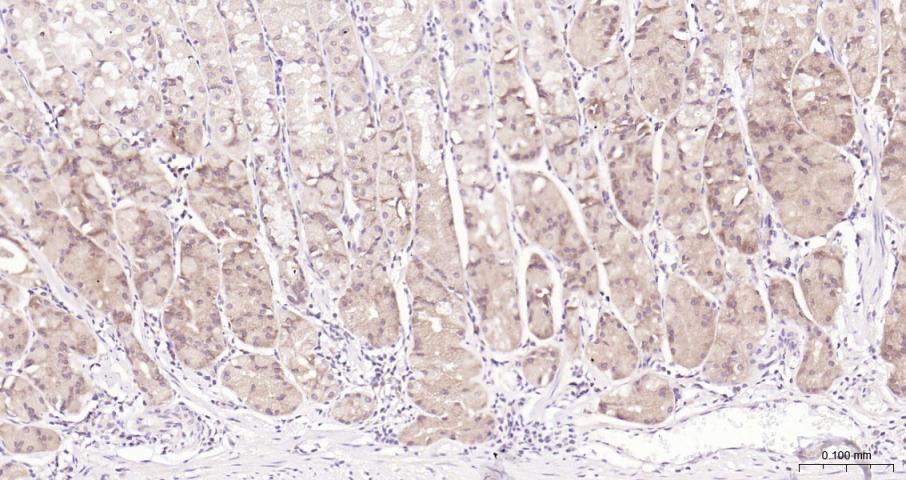 真核翻译起始因子4E重组兔单抗
