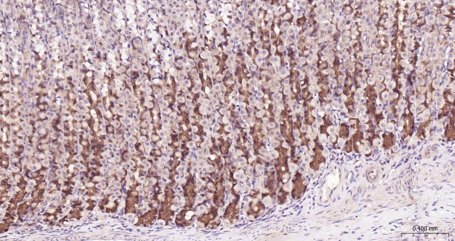 真核翻译起始因子4E重组兔单抗