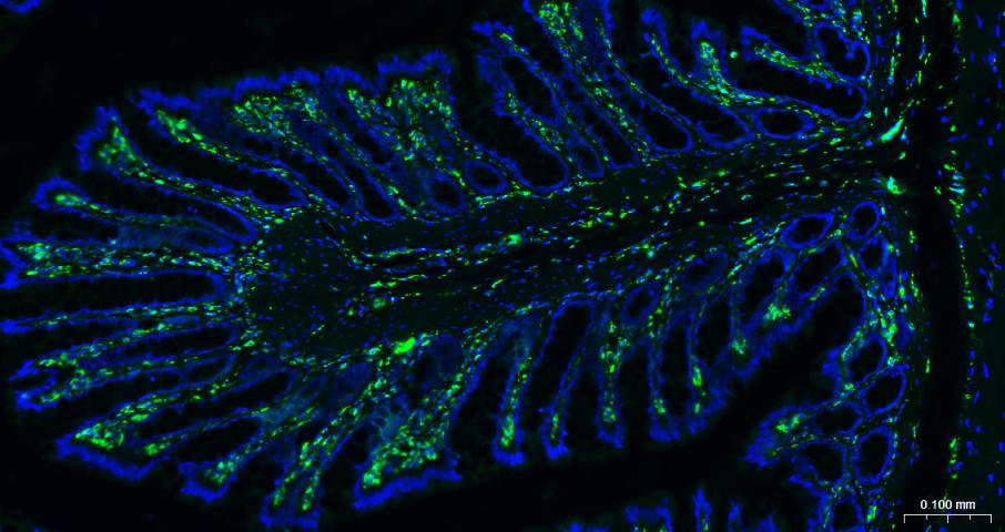 波形蛋白抗体-bs-0756R