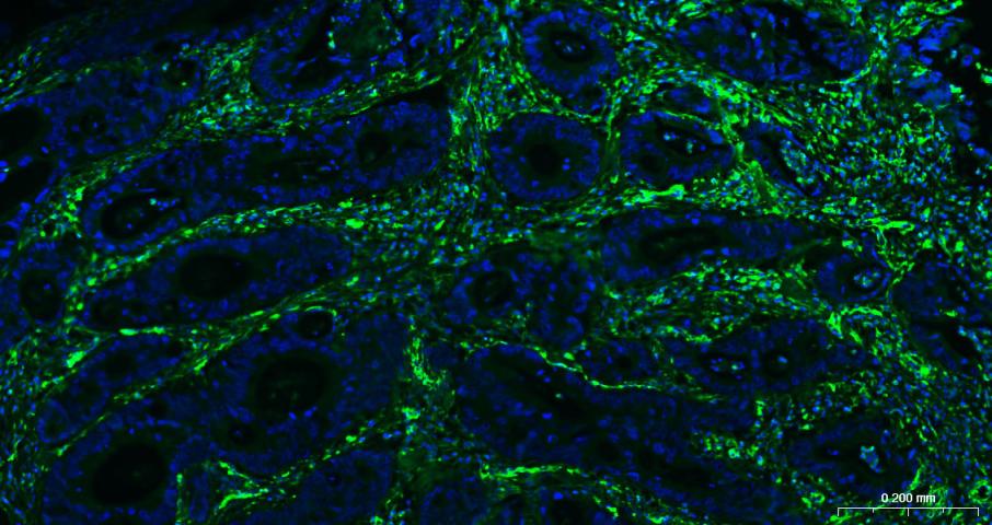 波形蛋白抗体-bs-0756R