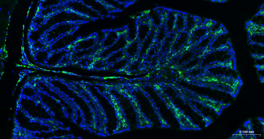 波形蛋白抗体-bs-0756R