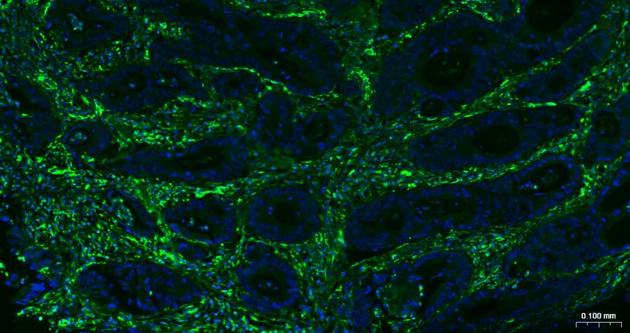 波形蛋白抗体-bs-8533R