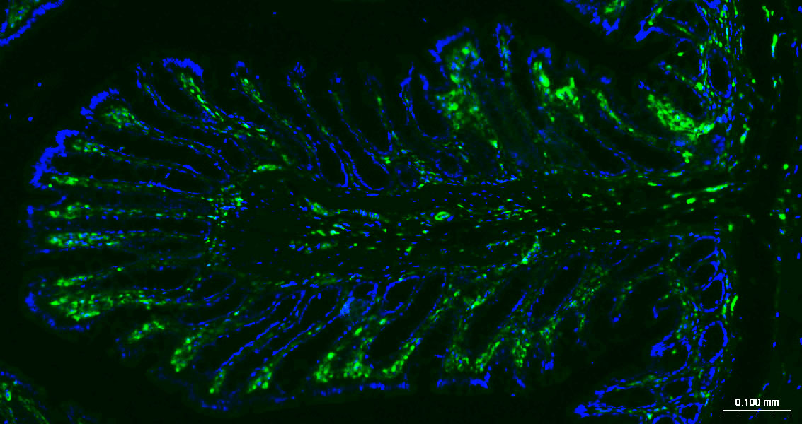 波形蛋白抗体-bs-8533R