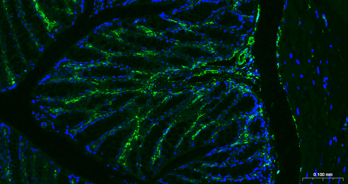波形蛋白抗体-bs-8533R