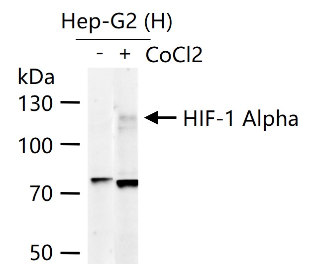 缺氧诱导因子1α /HIF-1α重组兔单抗