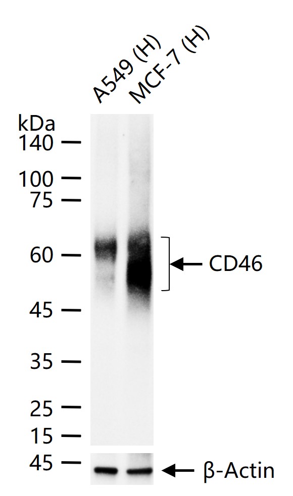 CD46重组兔多克隆抗体