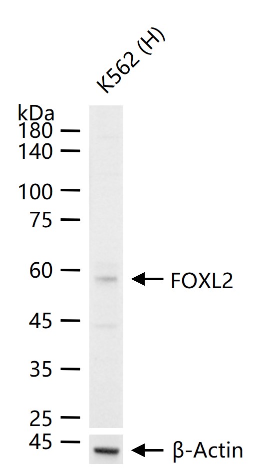 叉头蛋白L2抗体