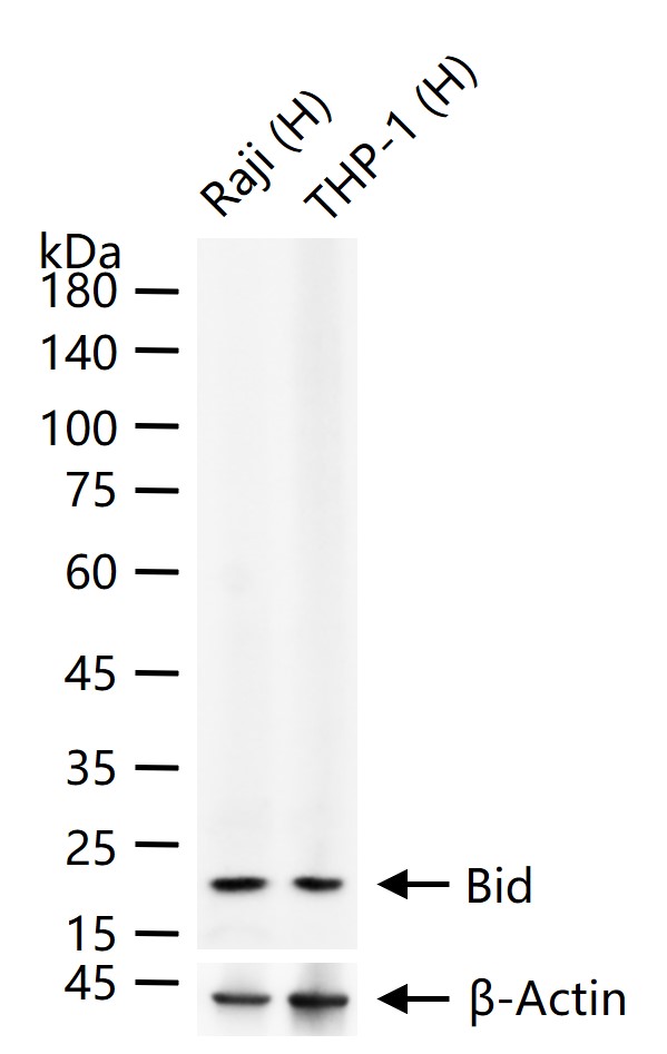 BH3结构域凋亡诱导蛋白重组兔单抗