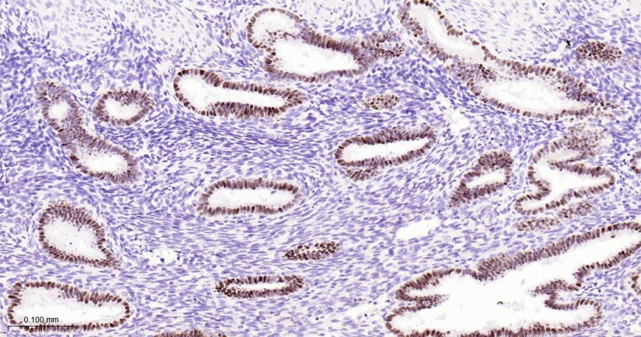 配对盒基因8重组兔单抗