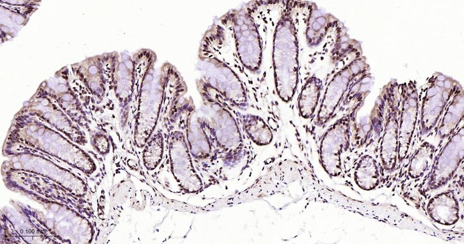 核有丝分裂器NuMA蛋白重组兔单抗
