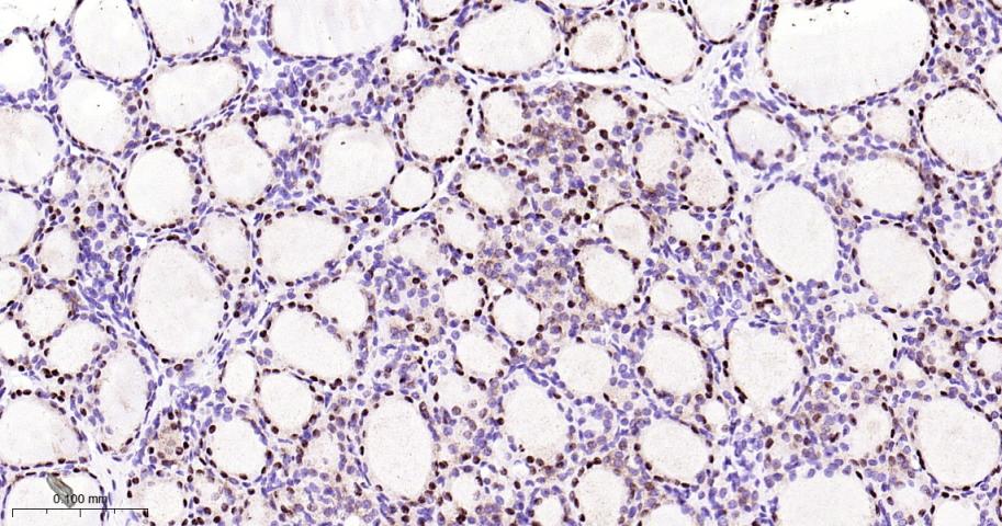 配对盒基因8重组兔单抗
