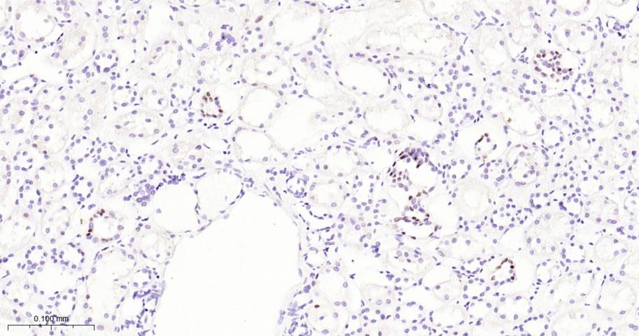 配对盒基因8重组兔单抗