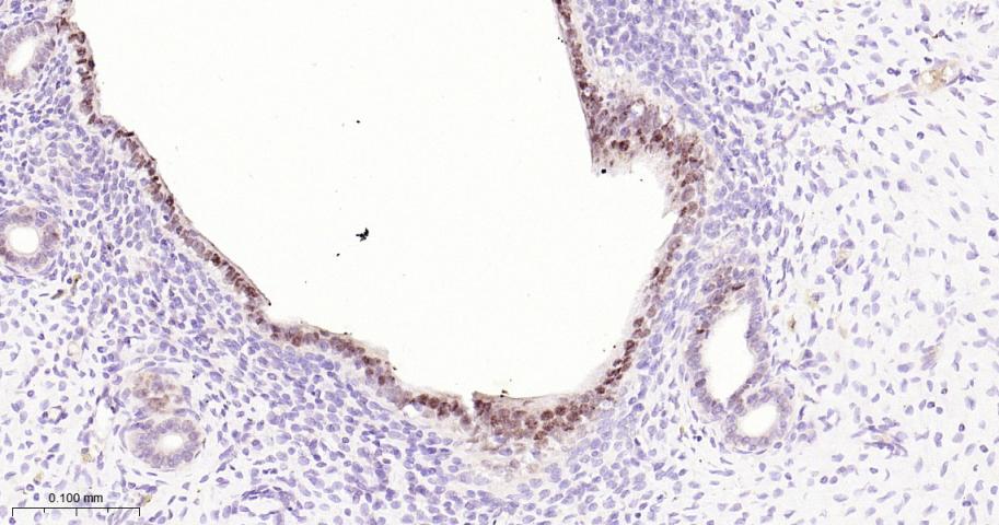 配对盒基因8重组兔单抗