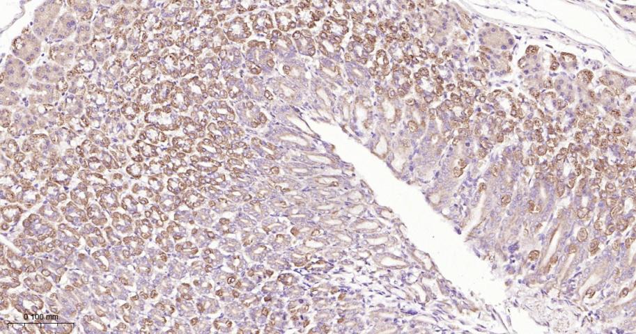 信号转导和转录激活因子6重组兔单抗