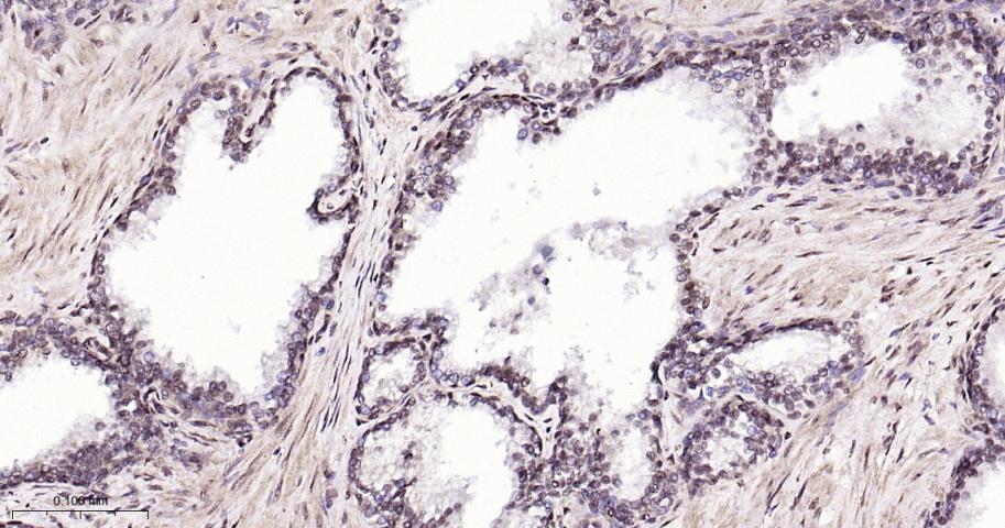 核有丝分裂器NuMA蛋白重组兔单抗