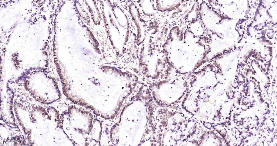 核有丝分裂器NuMA蛋白重组兔单抗